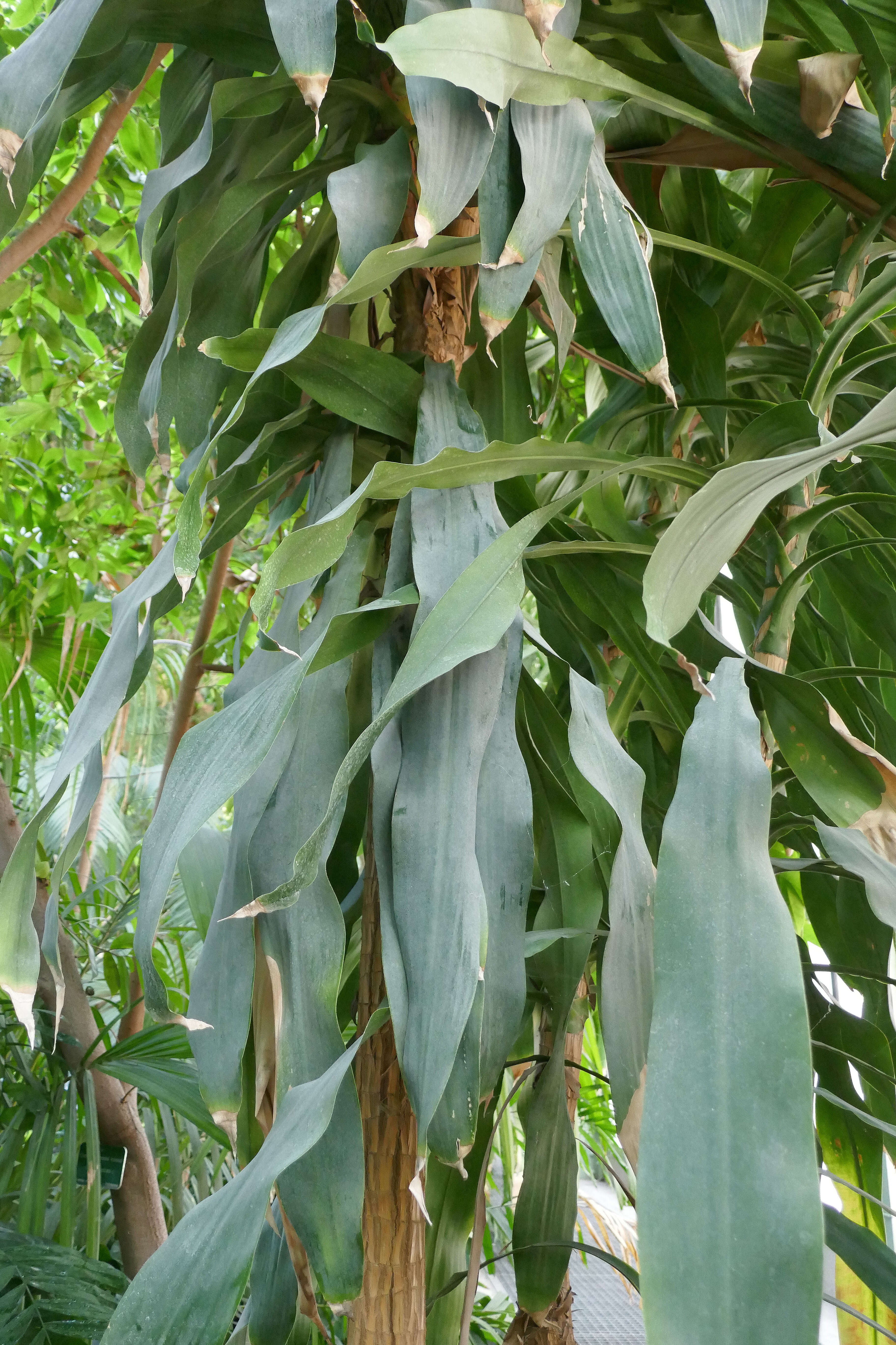 Image of large-leaved dragon tree