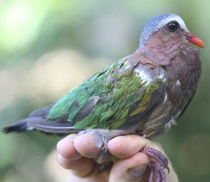 Image of Common Emerald Dove