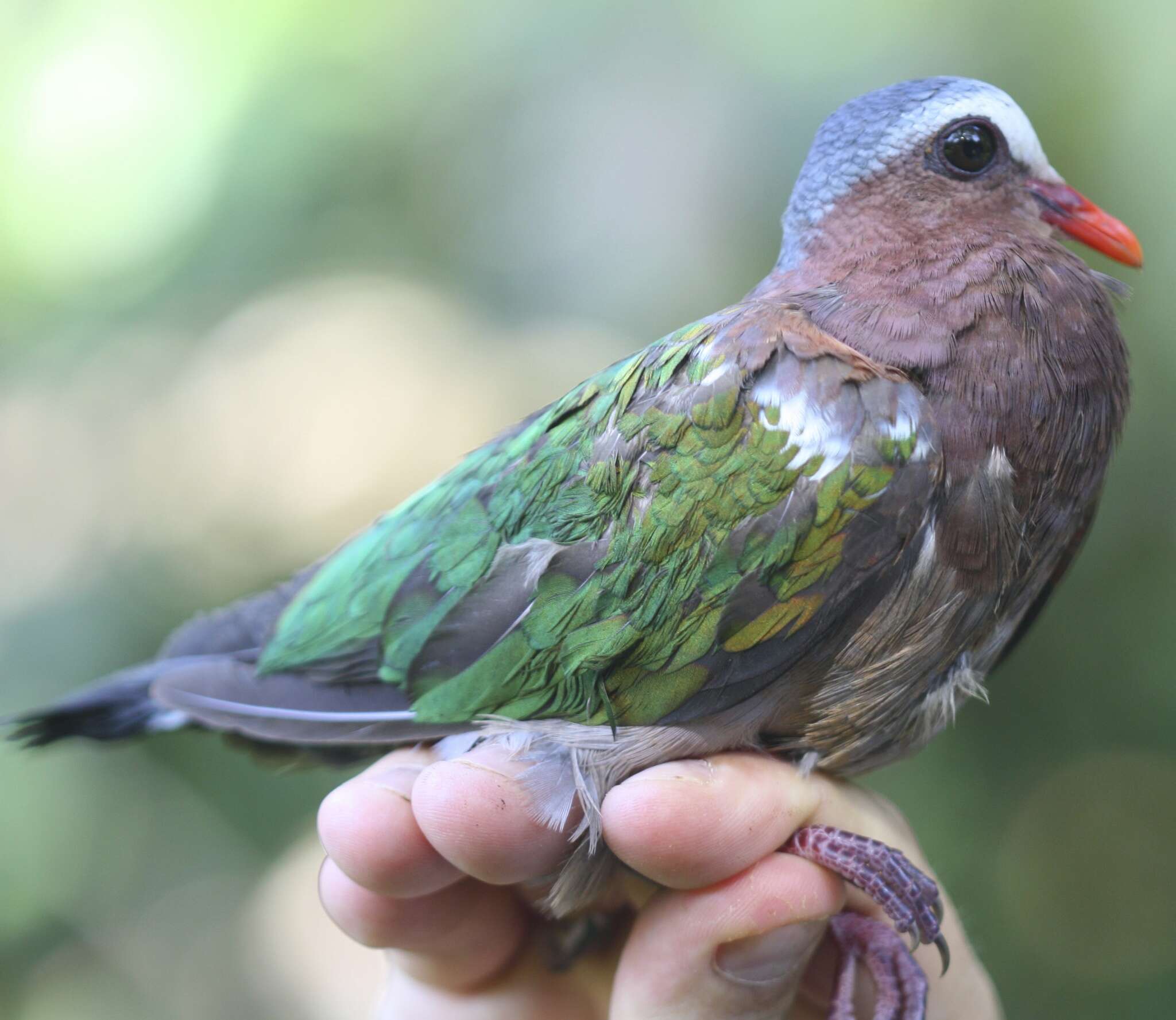 Image of Common Emerald Dove