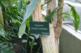 Image of large-leaved dragon tree