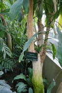 Image of large-leaved dragon tree