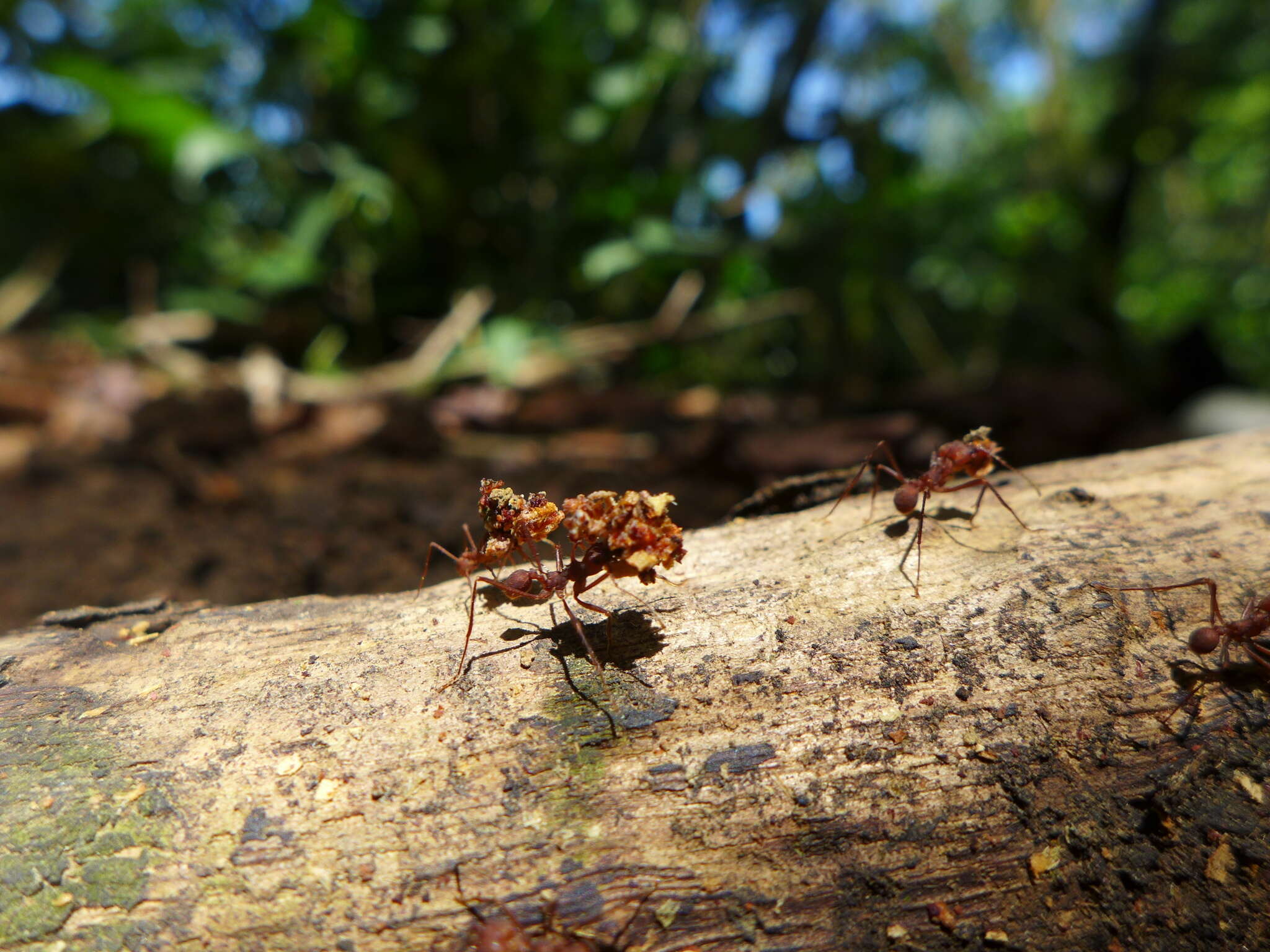 Image of Atta colombica