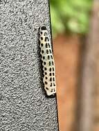 Image of White Pine Sawfly