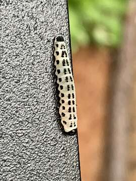 Image of White Pine Sawfly