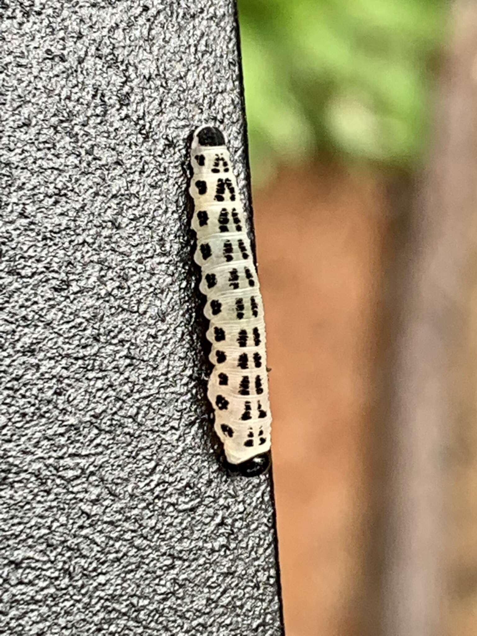 Image of White Pine Sawfly