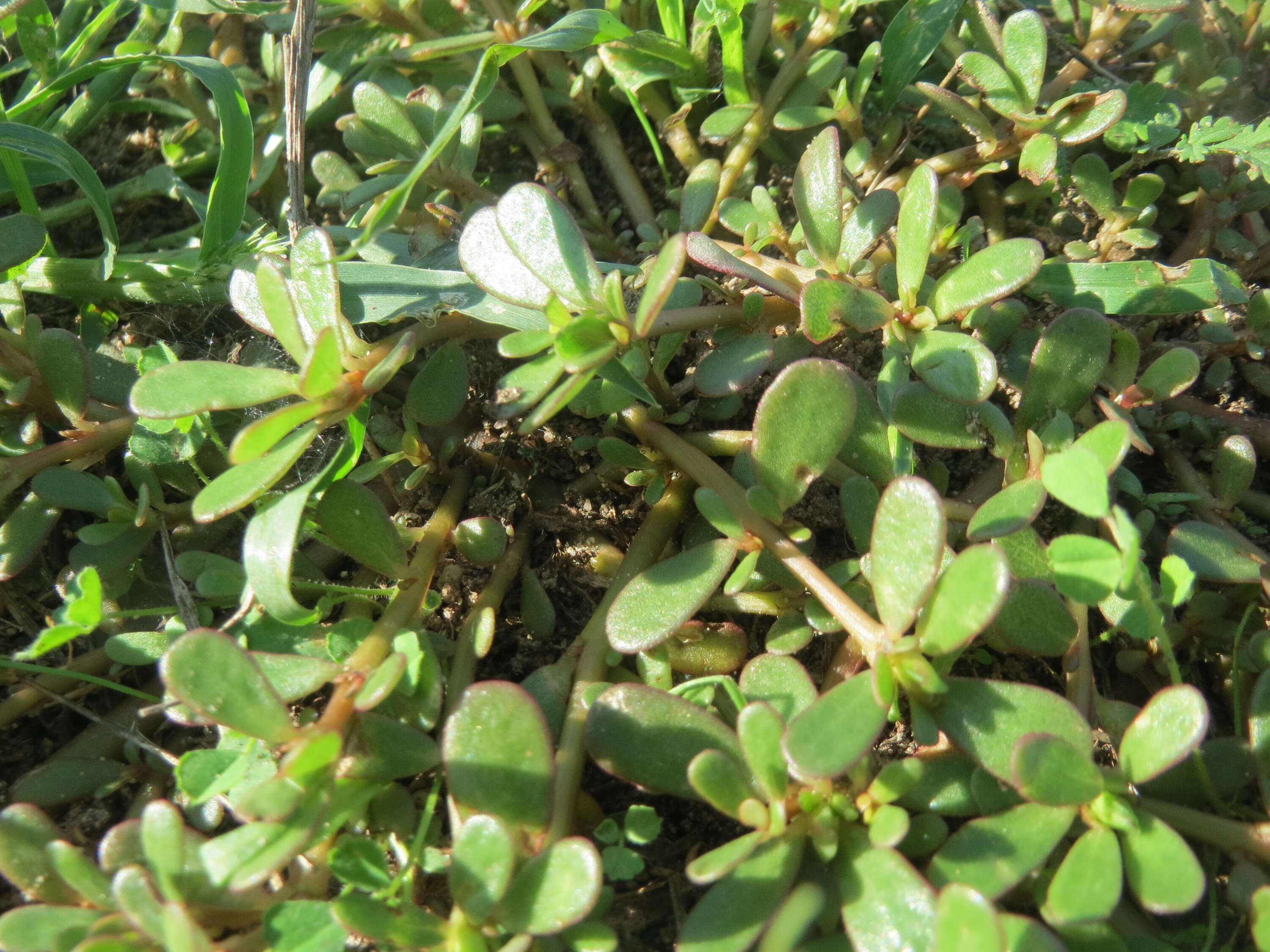 Image of common purslane