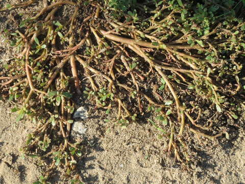 Image of common purslane