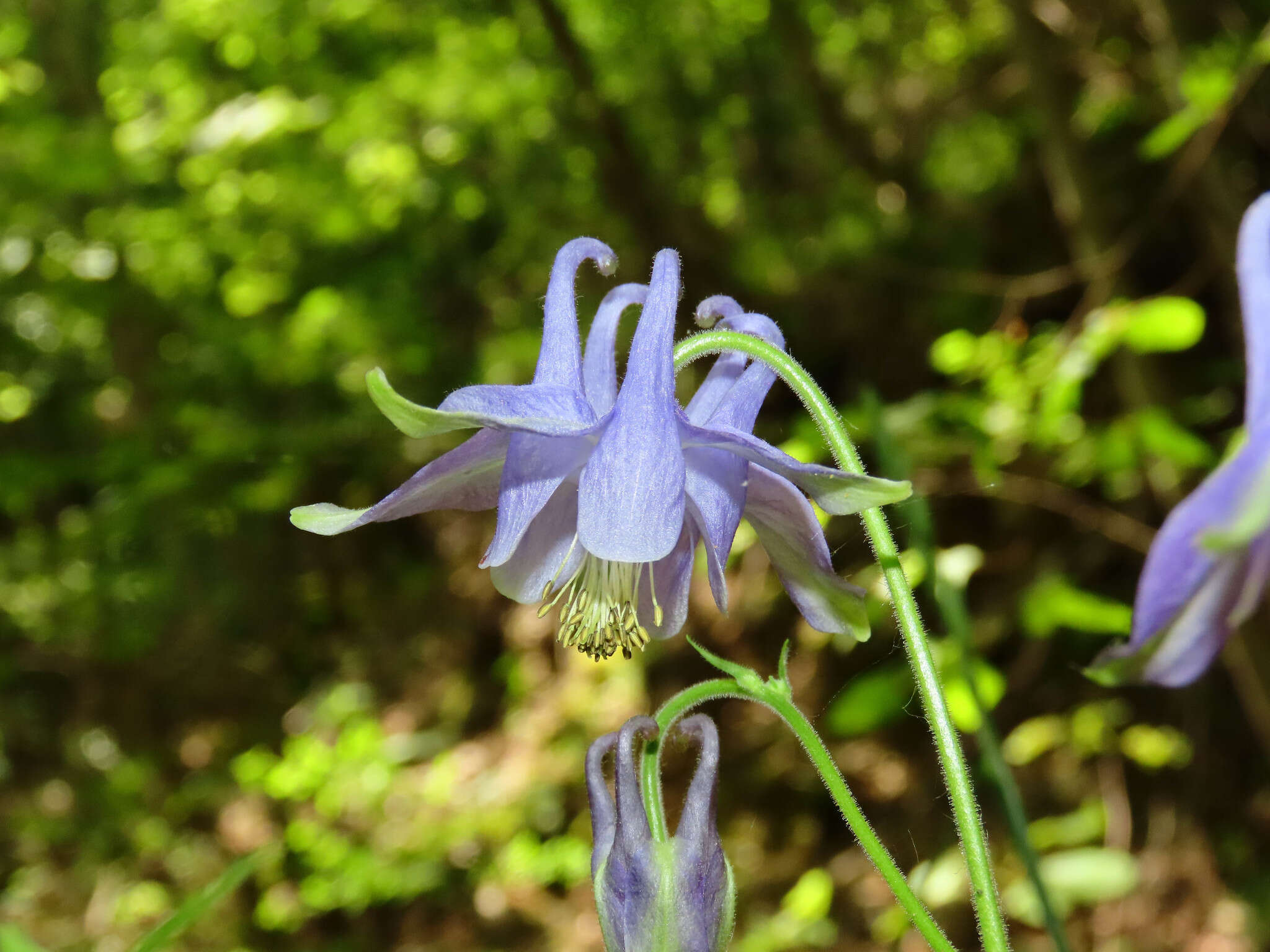 Image of Aquilegia dumeticola Jord.