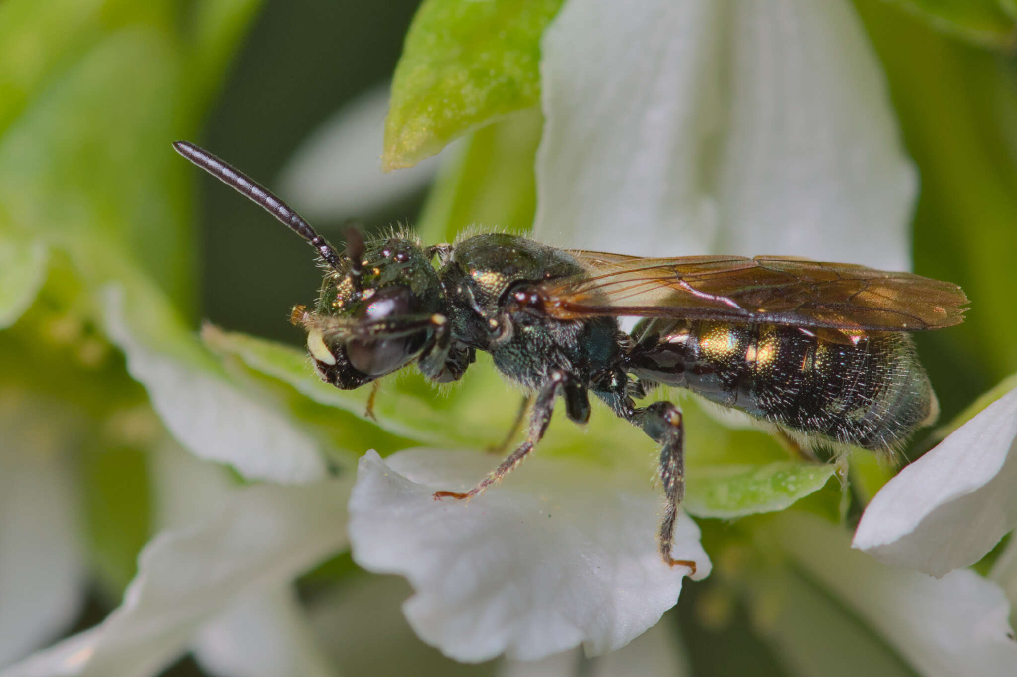 Sivun Ceratina acantha Provancher 1895 kuva