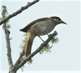 Image of Mangrove Honeyeater