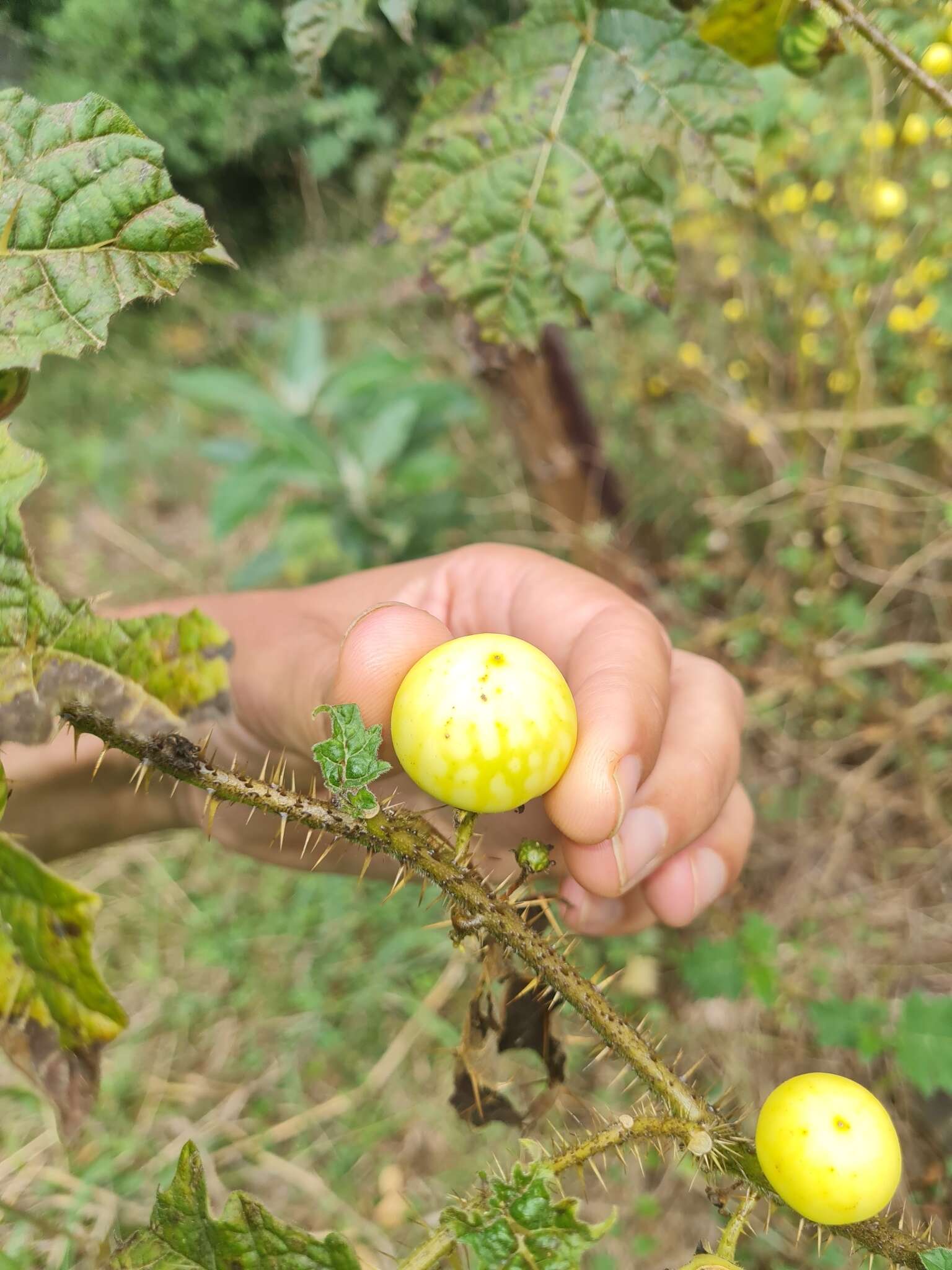 Sivun Solanum aculeatissimum Jacquin kuva