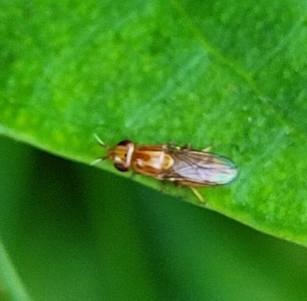 Image de Ectecephala unicolor (Loew 1863)