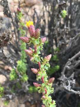 Imagem de Haplopappus parvifolius (DC.) A. Gray