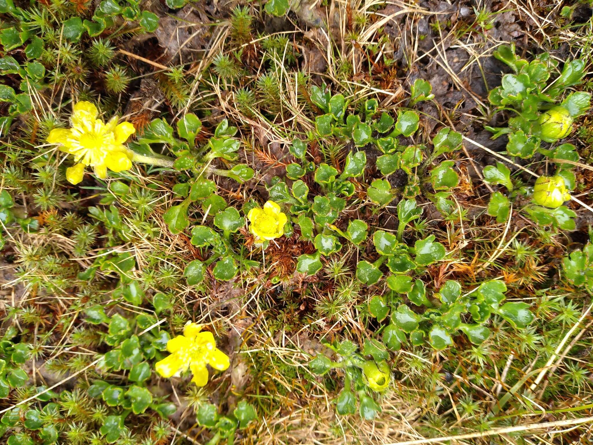 Image de Ranunculus pachyrrhizus Hook. fil.