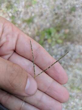 Digitaria ischaemum (Schreb.) Muhl. resmi