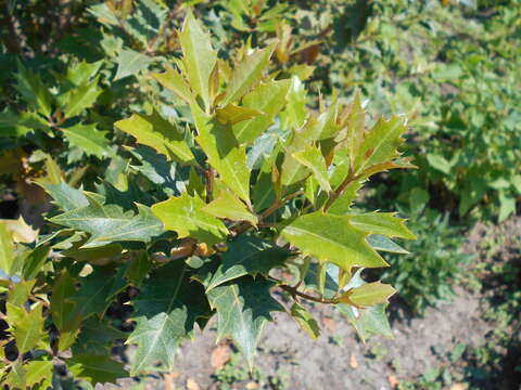 Image of holly osmanthus