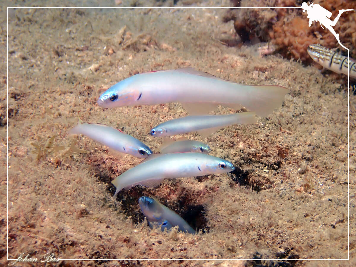 Image of Blue gudgeon