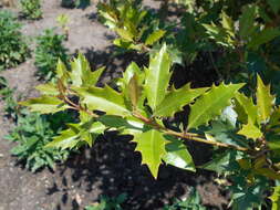 Image of holly osmanthus