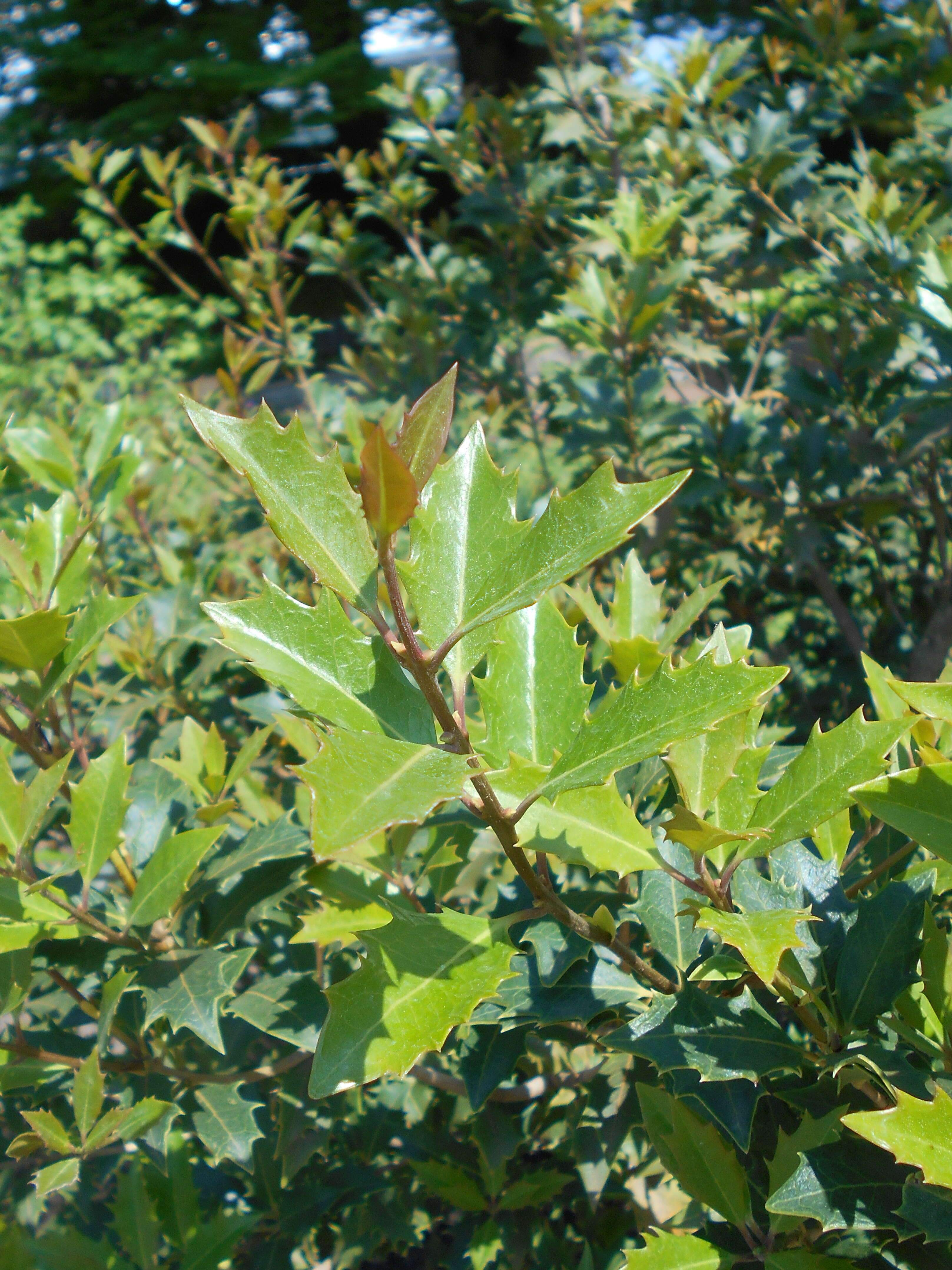 Image of holly osmanthus