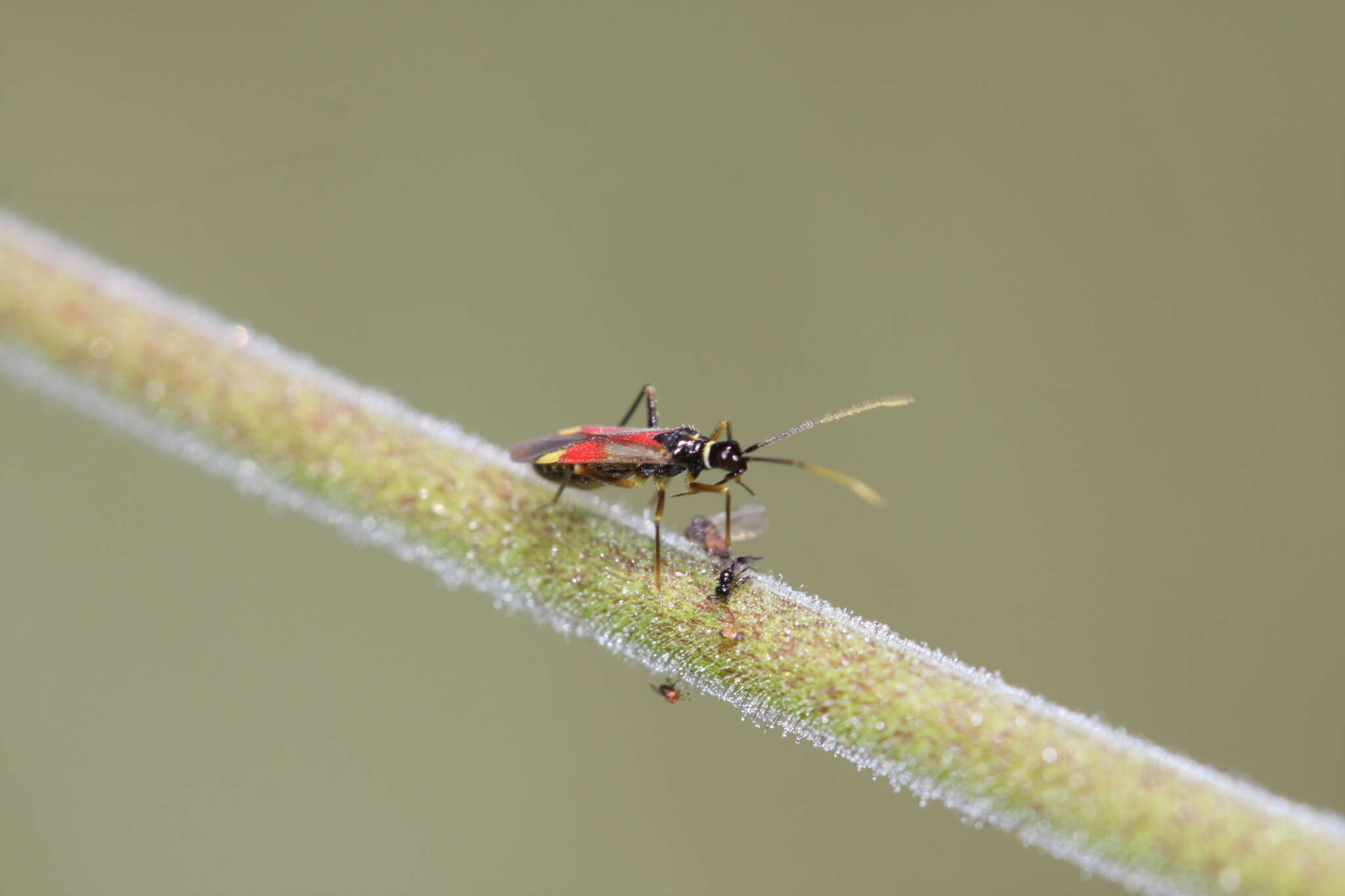 Слика од Tupiocoris californicus (Stal 1859)