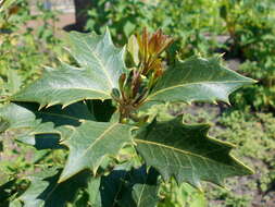 Image of holly osmanthus