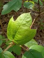 Image of Ficus triloba Buch.-Ham. ex Wall.