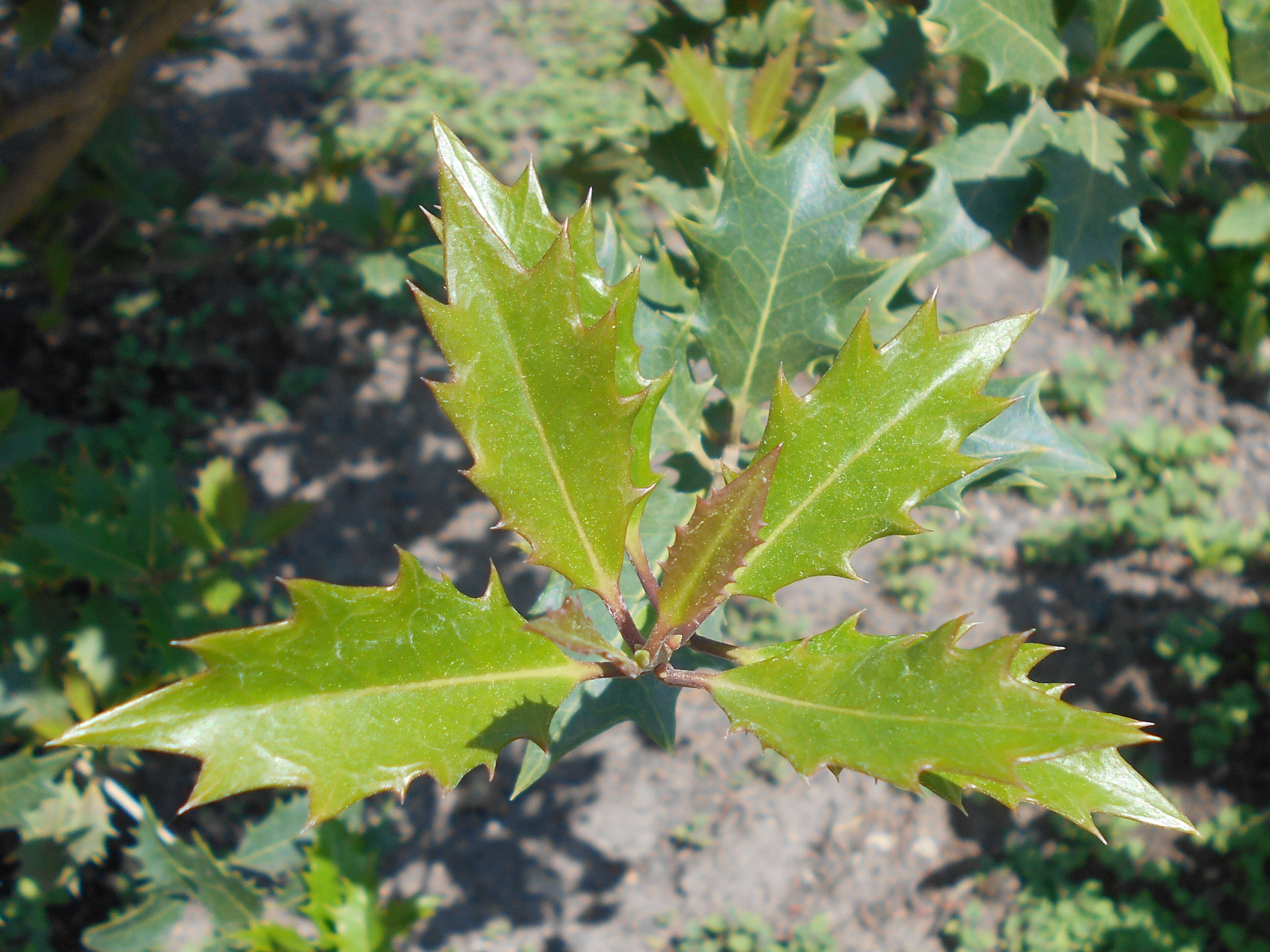 Image of holly osmanthus