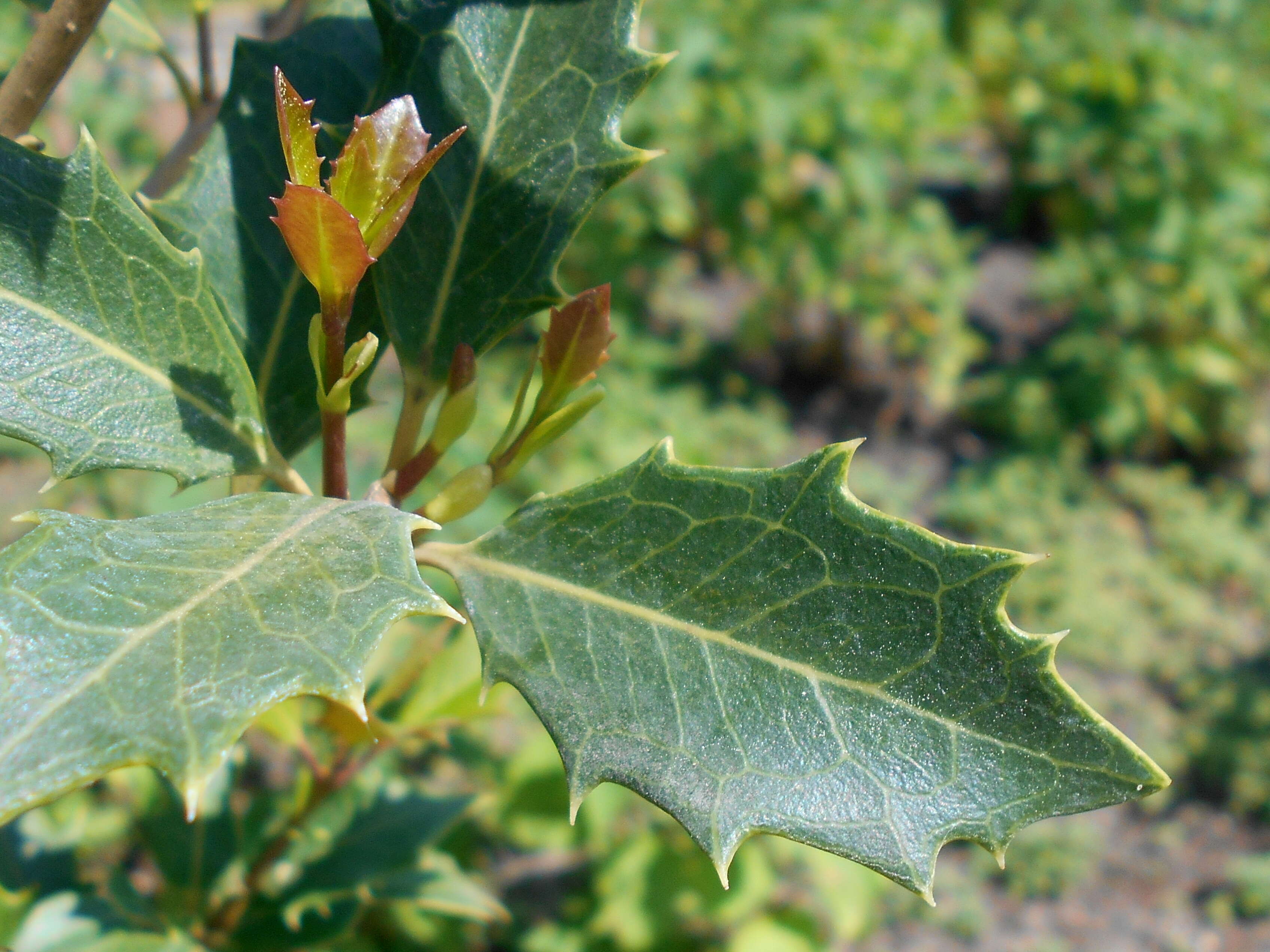 Image of holly osmanthus