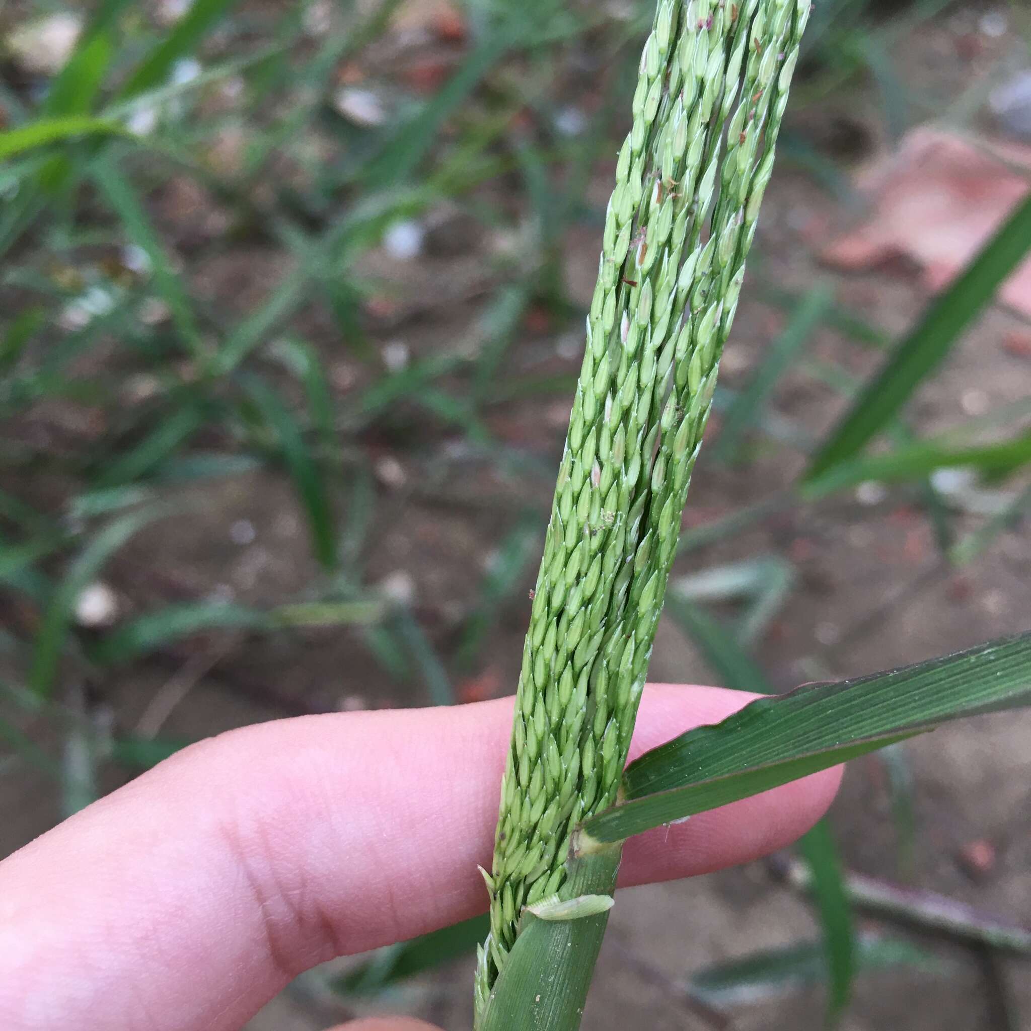 Image of East Indian Crab Grass