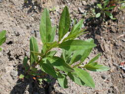 Imagem de Oenothera perennis L.