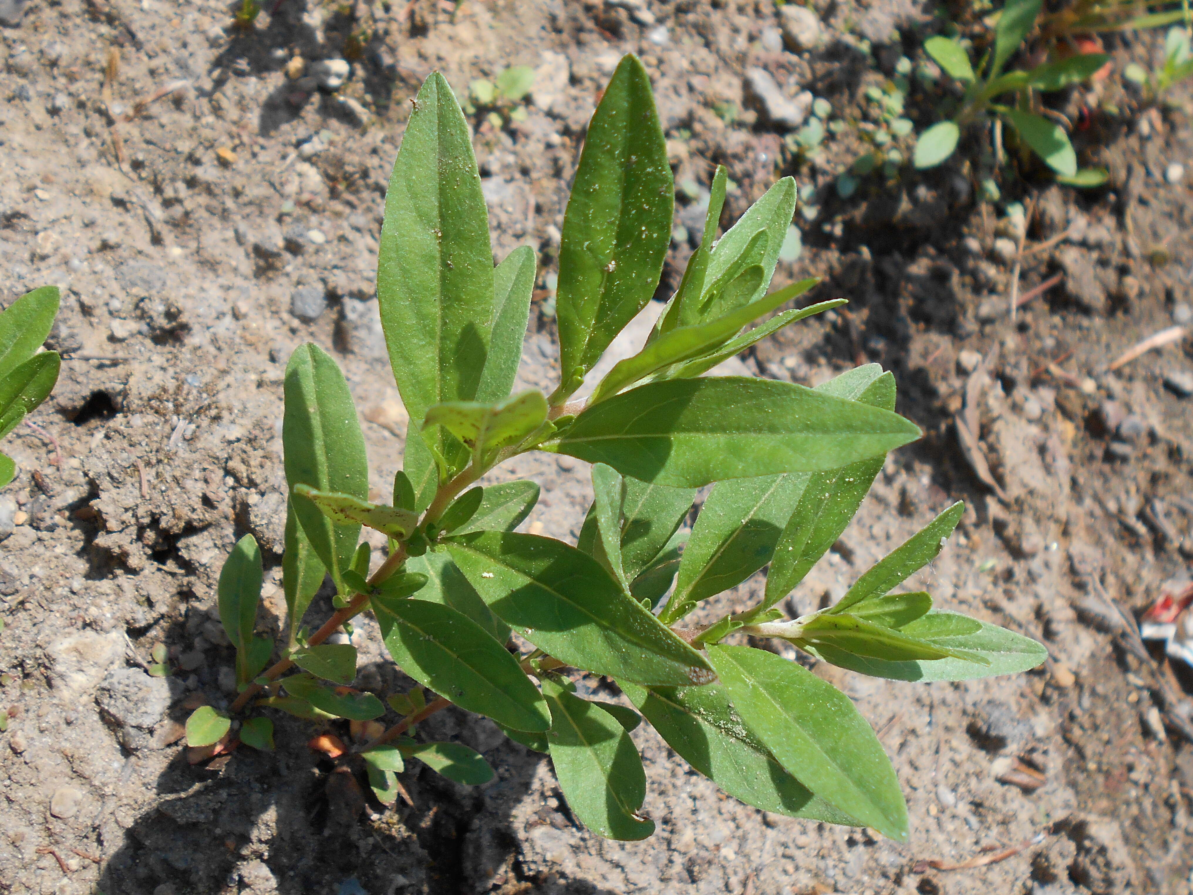 Imagem de Oenothera perennis L.