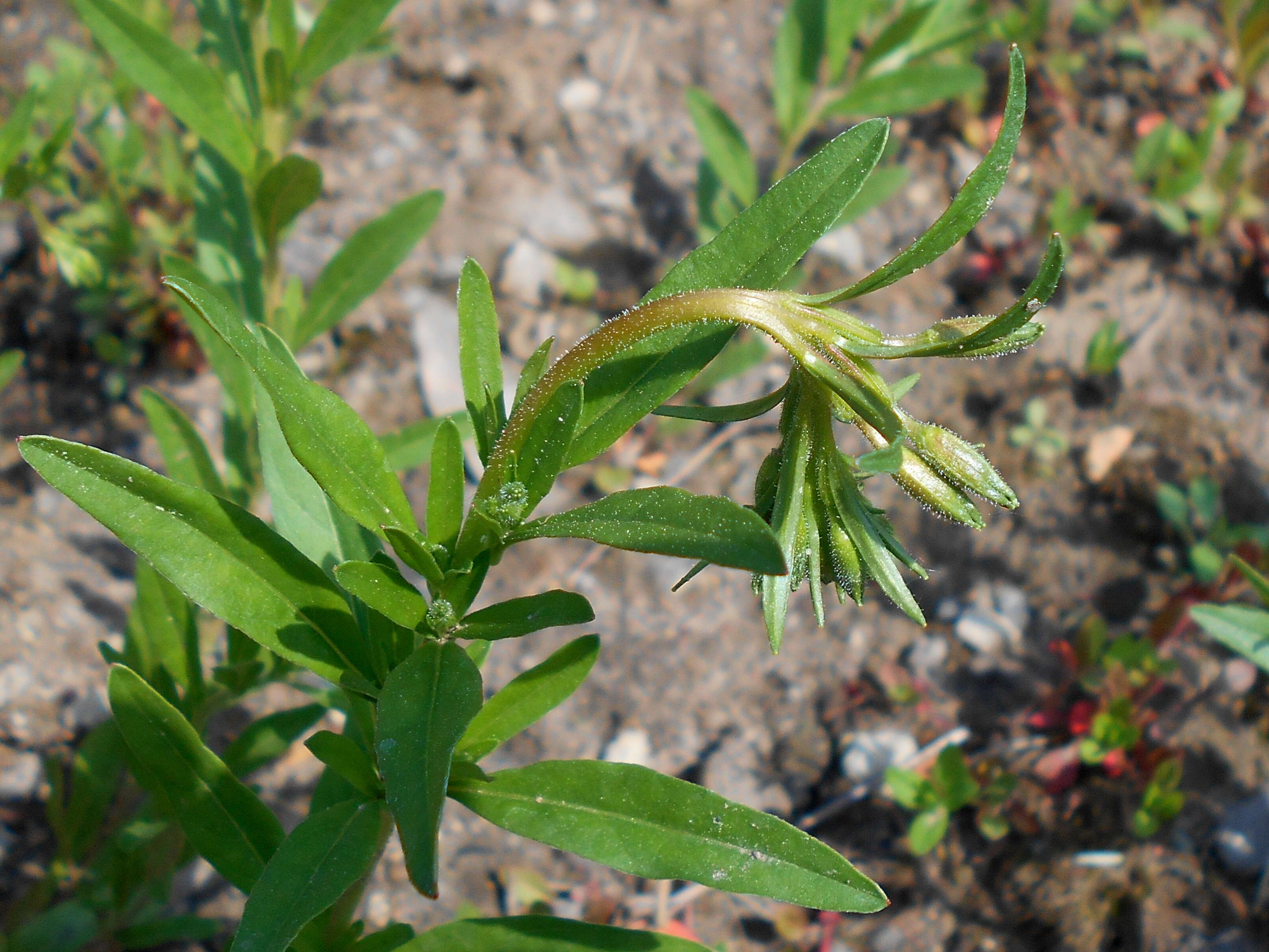 Imagem de Oenothera perennis L.