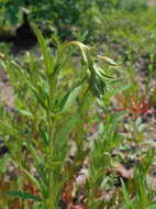 Imagem de Oenothera perennis L.