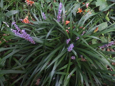 Image of Big blue lilyturf'