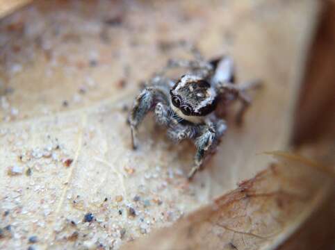 Image of Habronattus conjunctus (Banks 1898)