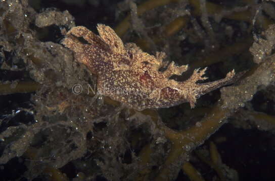 Image of bushy-backed nudibranch