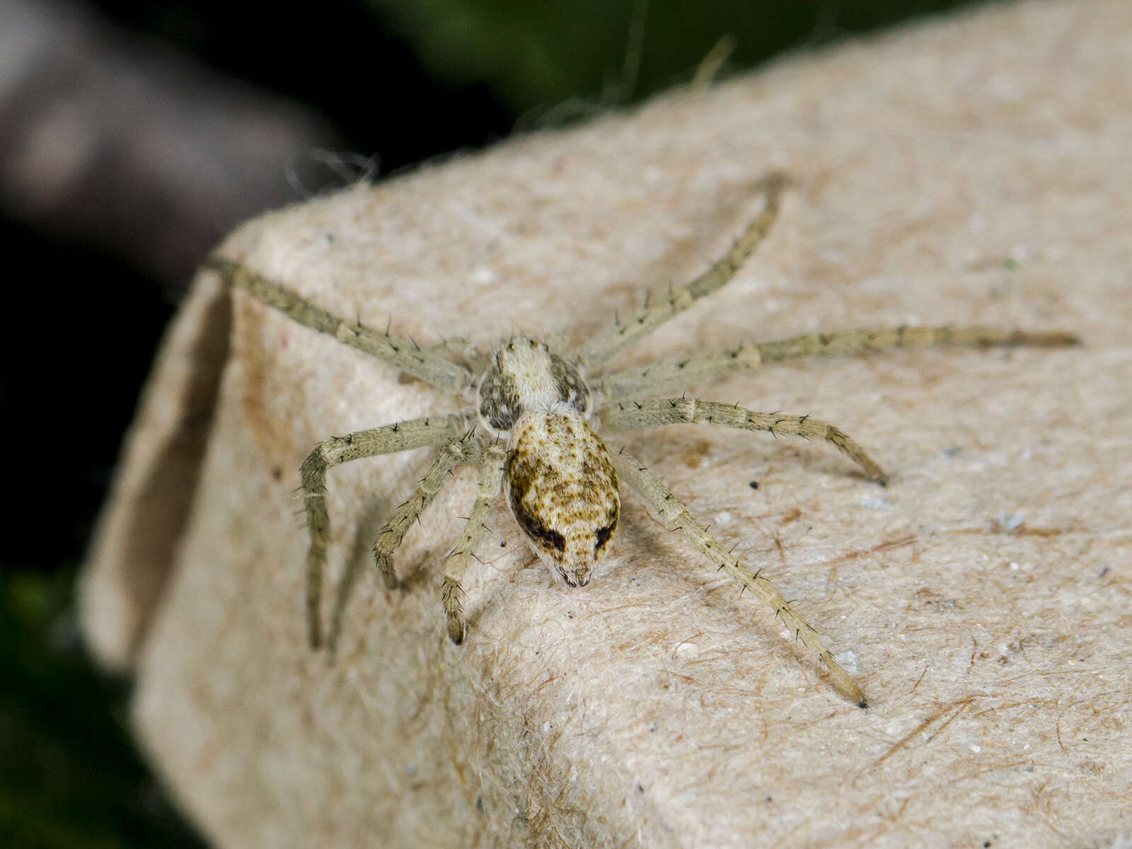 Image of Philodromus longipalpis Simon 1870