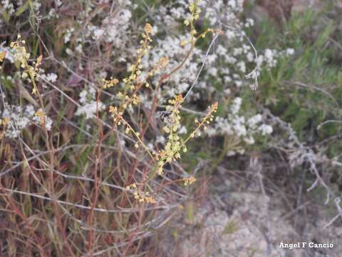 Image of Reseda stricta Pers.