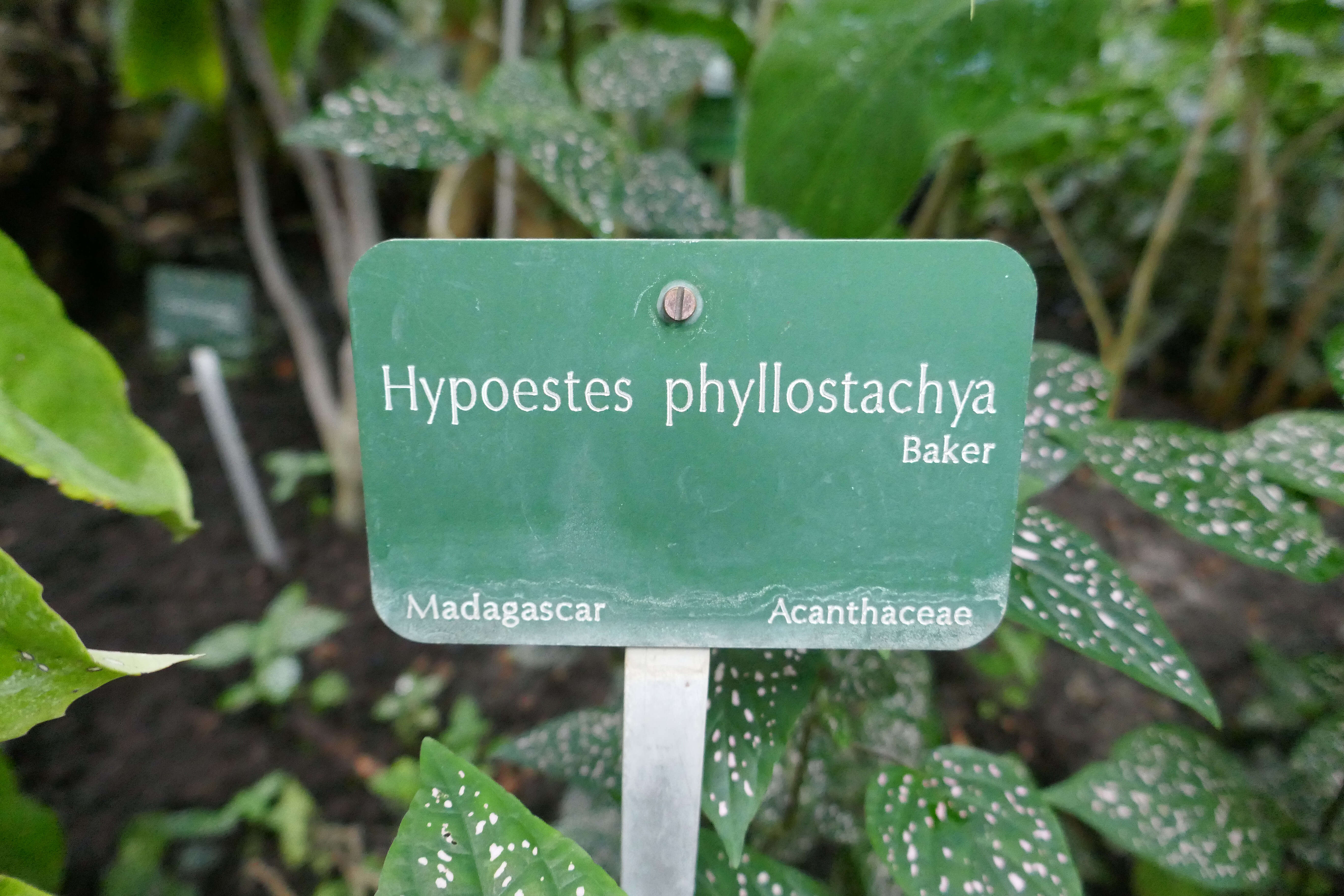 Hypoestes phyllostachya Baker resmi