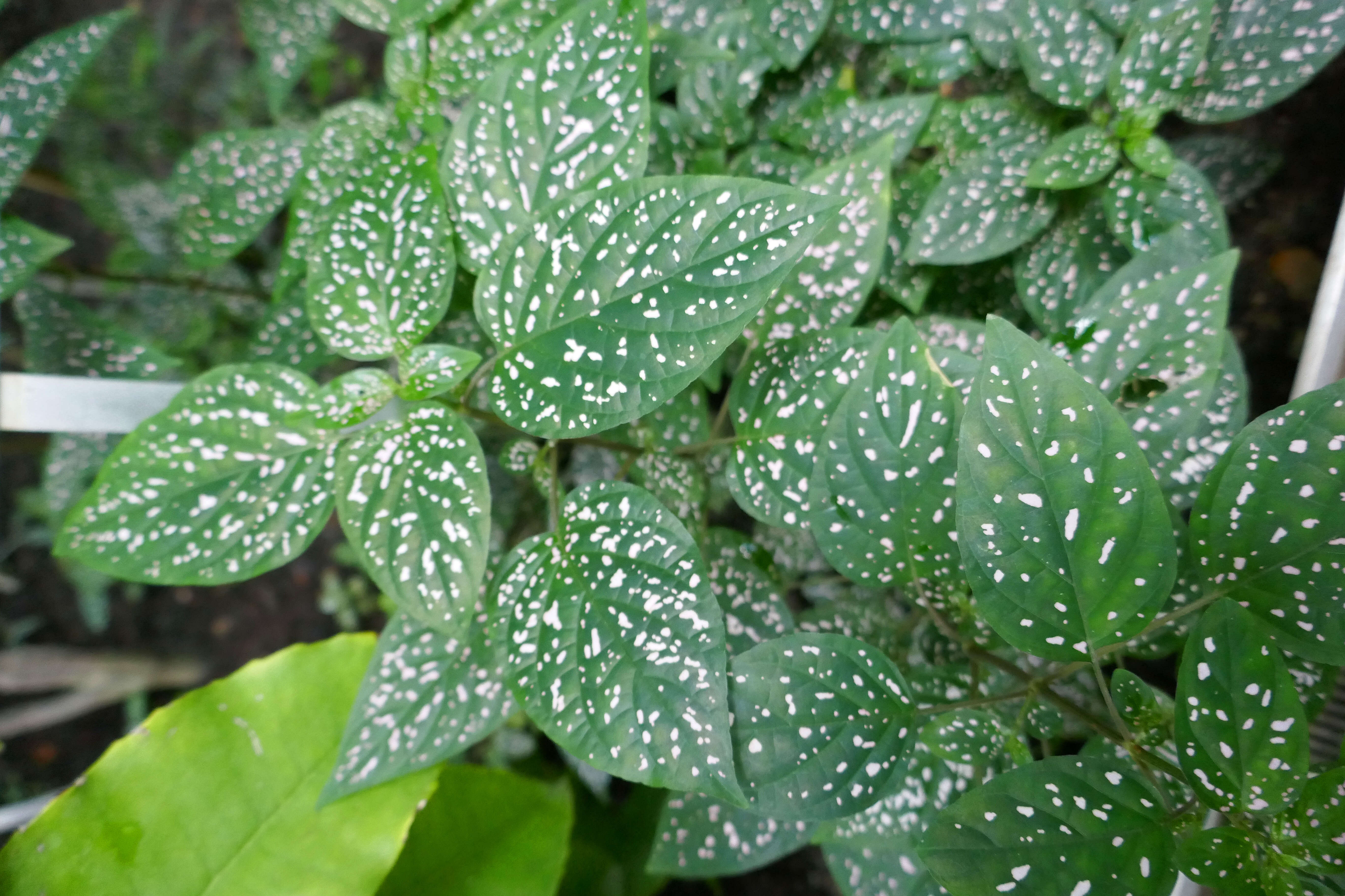 Hypoestes phyllostachya Baker resmi