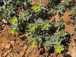 Image of Euphorbia antilibanotica Mouterde