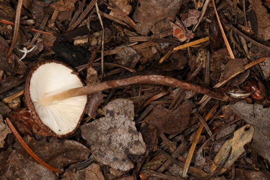 صورة Lepiota flammeotincta Kauffman 1925