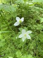 Image of Anemonastrum baicalense (Turcz.) Mosyakin