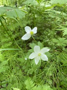 Imagem de Anemonastrum baicalense (Turcz.) Mosyakin