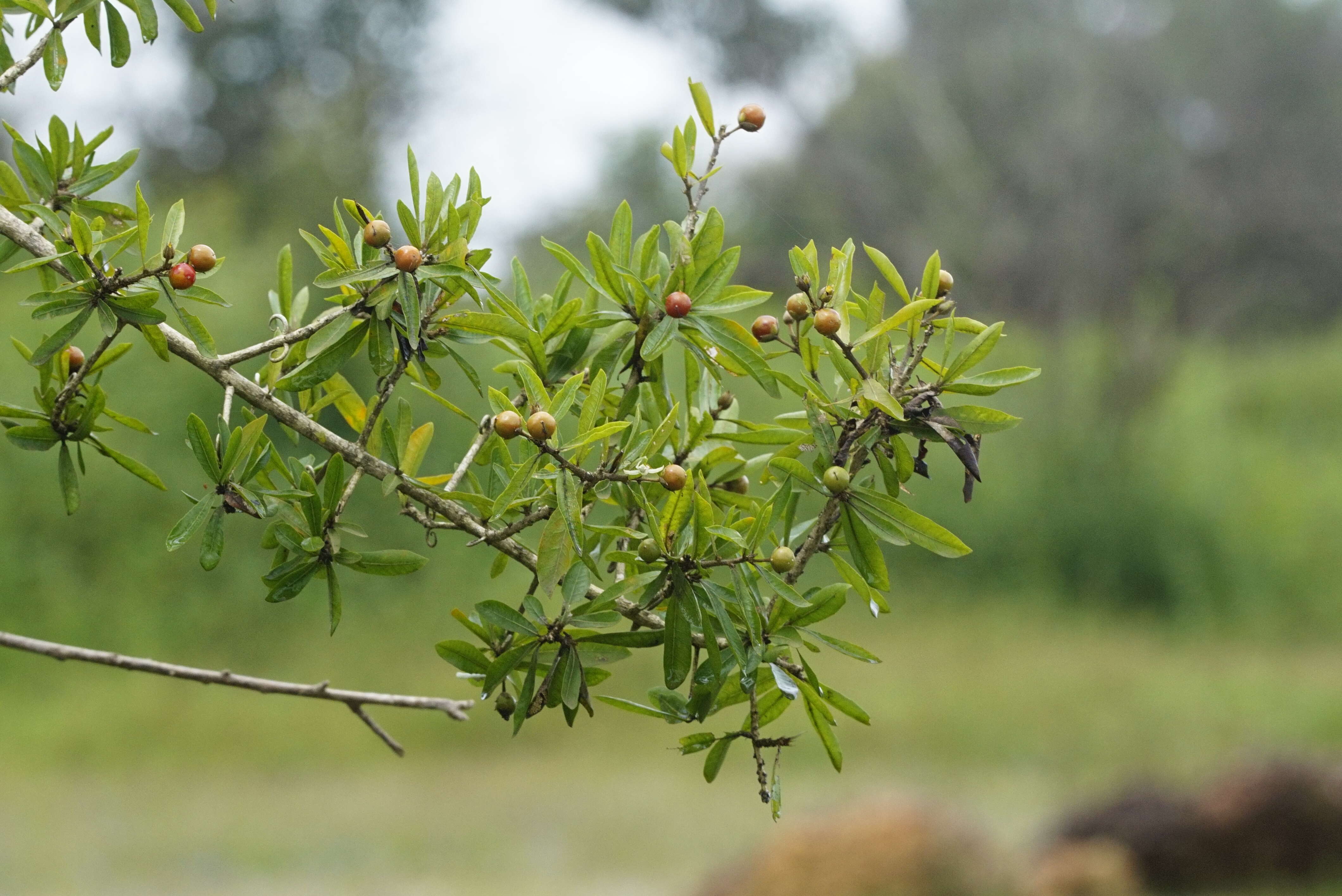 Слика од Hugonia mystax L.