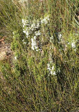 Image of Erica pseudocalycina Compton