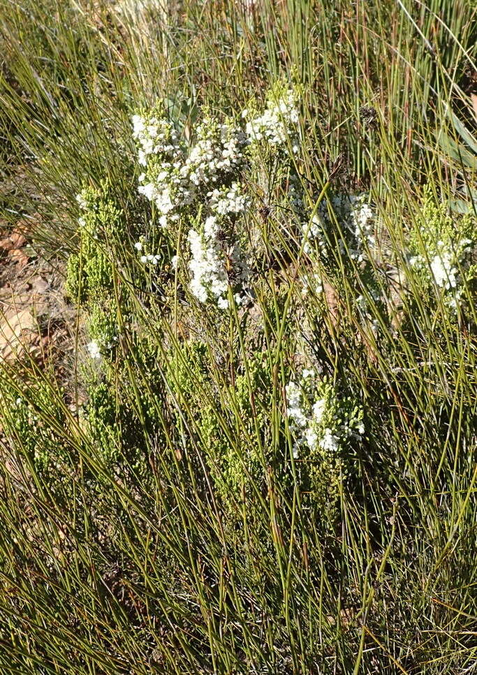 Image of Erica pseudocalycina Compton