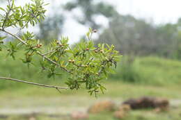 Слика од Hugonia mystax L.