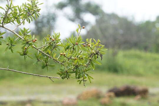 Слика од Hugonia mystax L.
