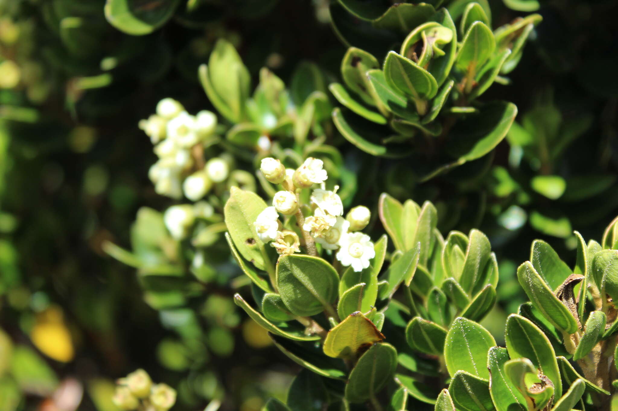 Image of Miconia summa Cuatrec.